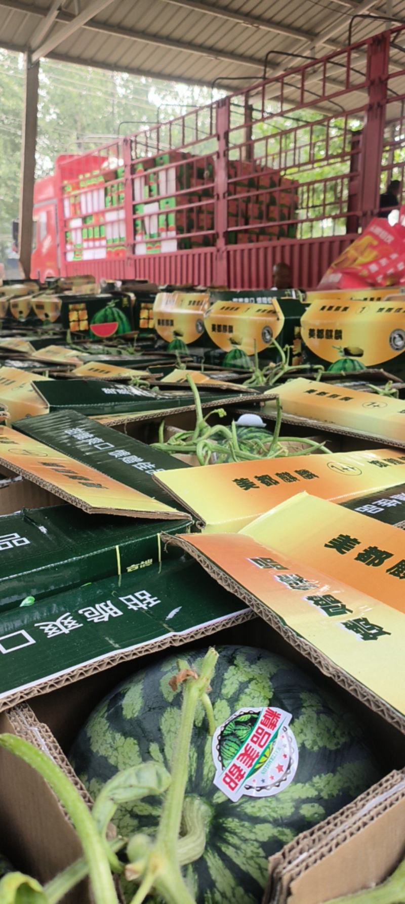 美都西瓜，果型端正，皮薄肉嫩，果肉大红，口感上佳，含糖高