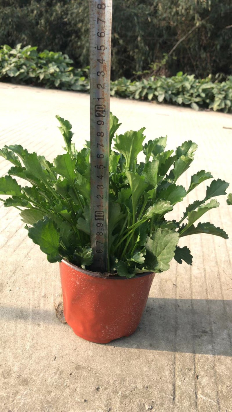 批发草花大滨菊小杯加仑杯基地直销一手货源视频看货