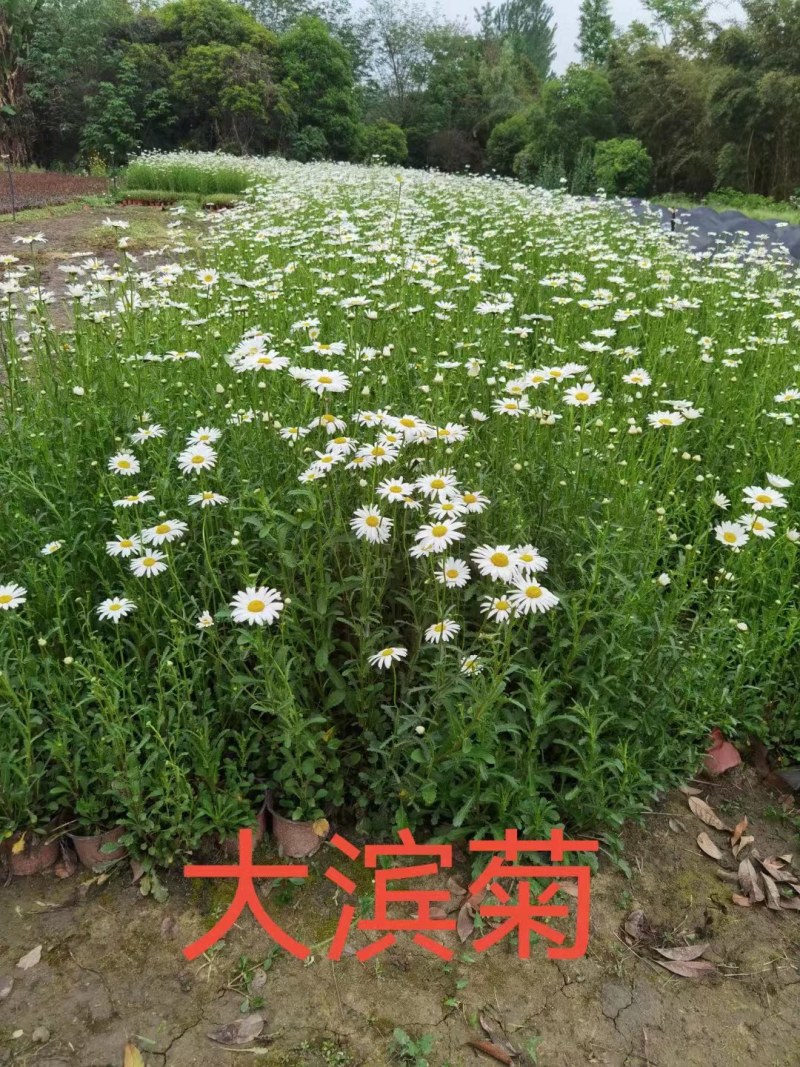 批发草花大滨菊小杯加仑杯基地直销一手货源视频看货