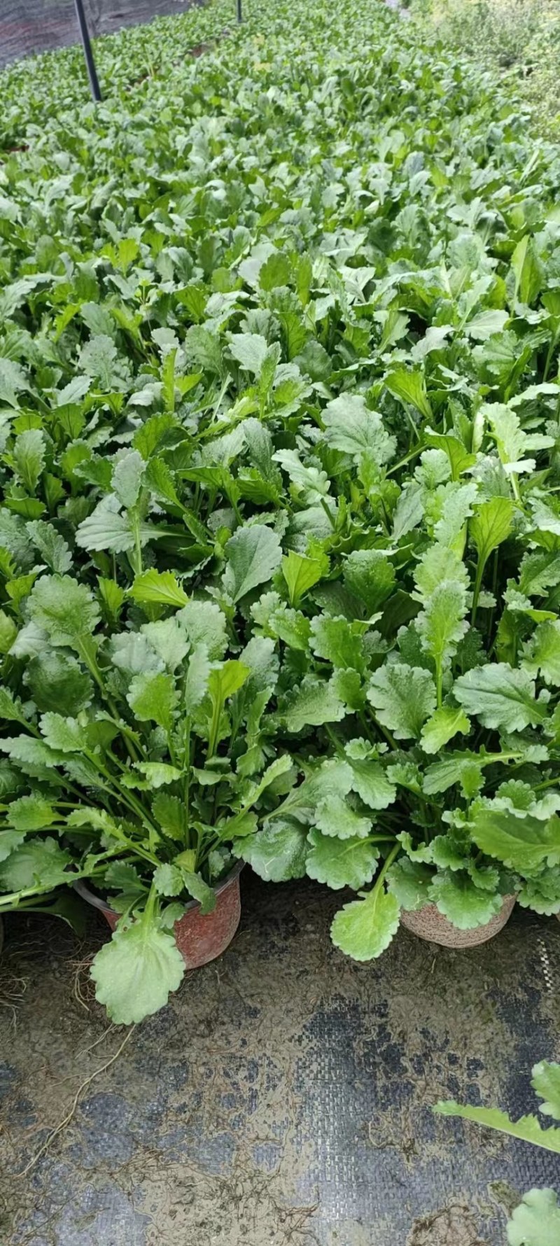 批发草花大滨菊小杯加仑杯基地直销一手货源视频看货