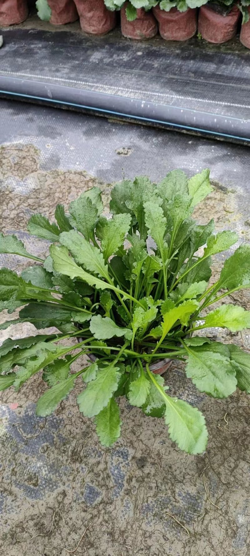 批发草花大滨菊小杯加仑杯基地直销一手货源视频看货