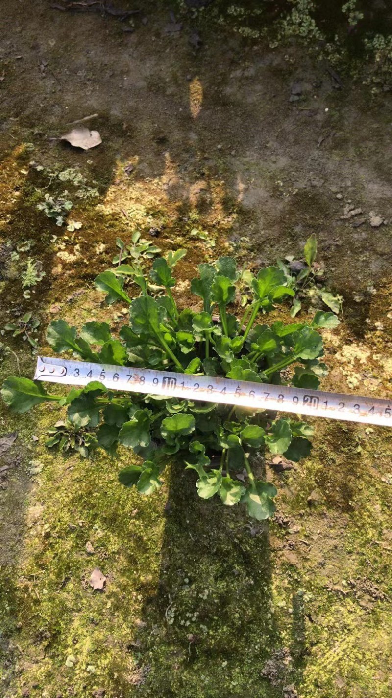 批发草花大滨菊小杯加仑杯基地直销一手货源视频看货