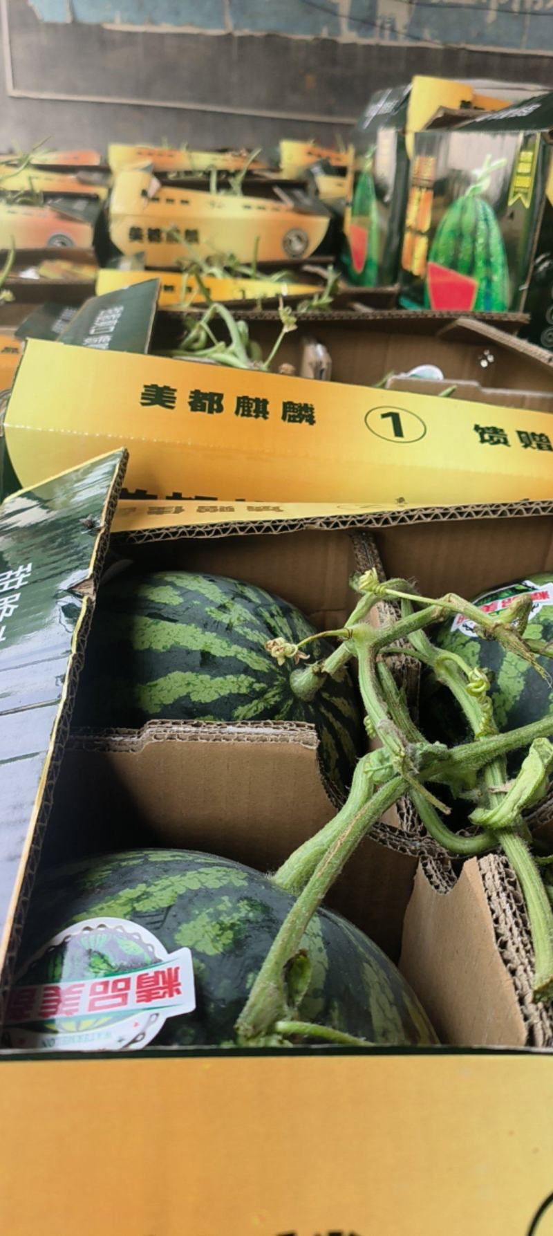 美都西瓜，果型端正，皮薄肉嫩，果肉大红，口感上佳，含糖高