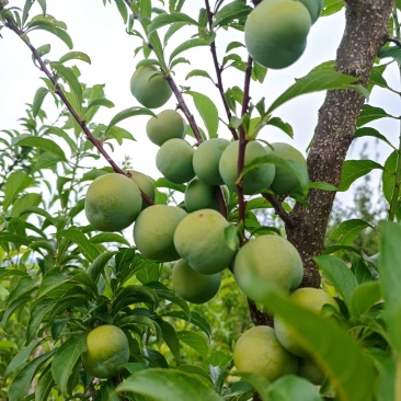 大量出售代办青脆李，蜂糖李