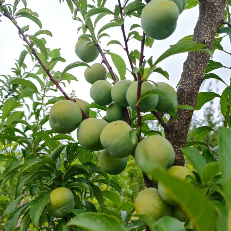 大量出售代办青脆李，蜂糖李