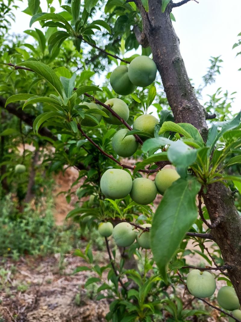 大量出售代办青脆李，蜂糖李