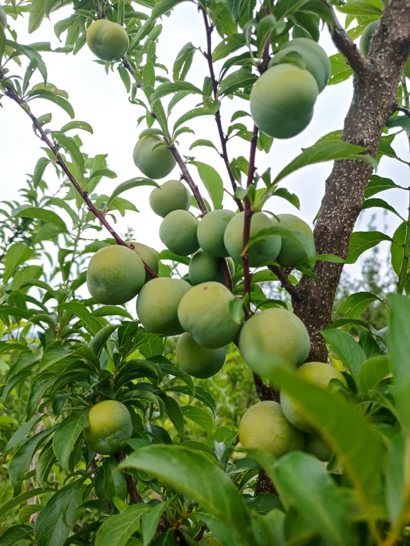 大量出售代办青脆李，蜂糖李