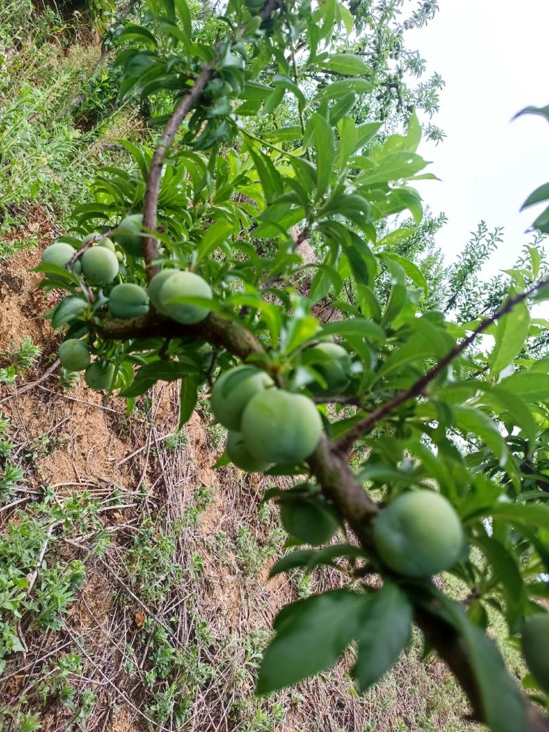 大量出售代办青脆李，蜂糖李