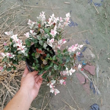自家苗圃供应花叶络石基地直销视频看货保质保量
