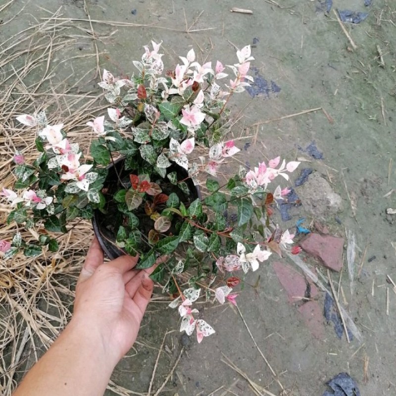自家苗圃供应花叶络石基地直销视频看货保质保量