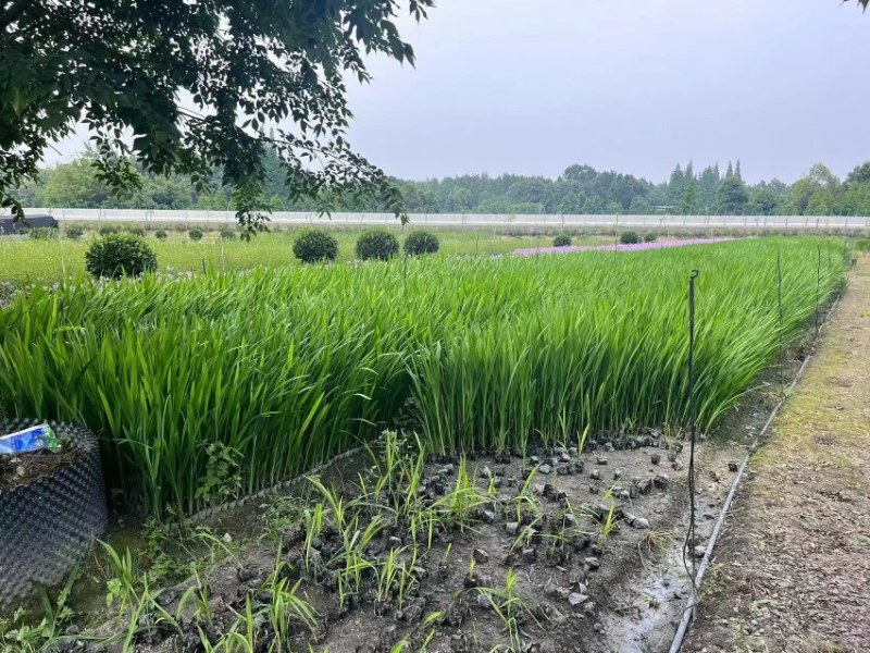 自家苗圃供应火星花雄黄兰基地直销杯苗视频看货