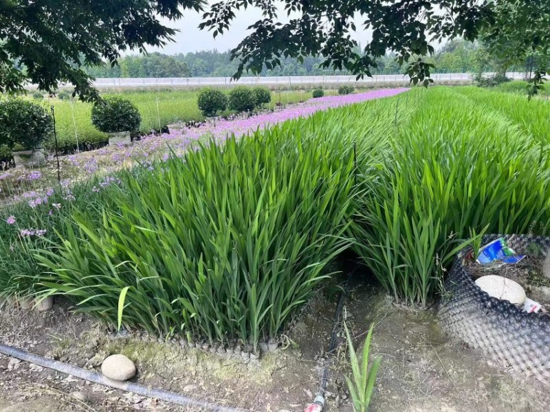 自家苗圃供应火星花雄黄兰基地直销杯苗视频看货