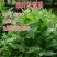 串叶松香草种子多年生牧草猪牛羊鹅食用华夏中华神菊教授菊种