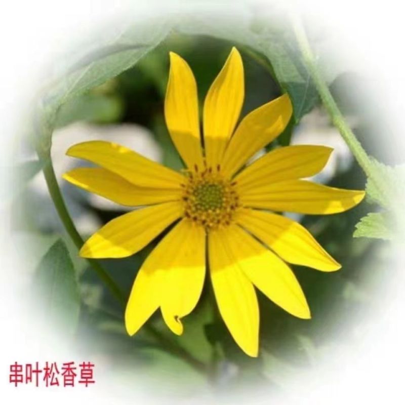串叶松香草种子多年生牧草猪牛羊鹅食用华夏中华神菊教授菊种