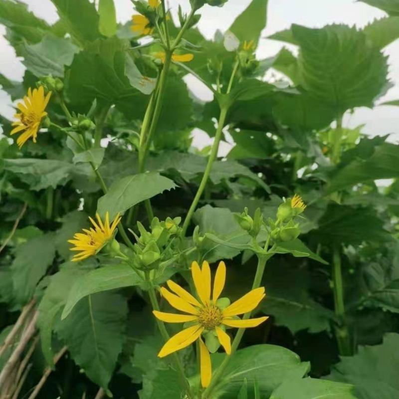串叶松香草种子多年生牧草猪牛羊鹅食用华夏中华神菊教授菊种