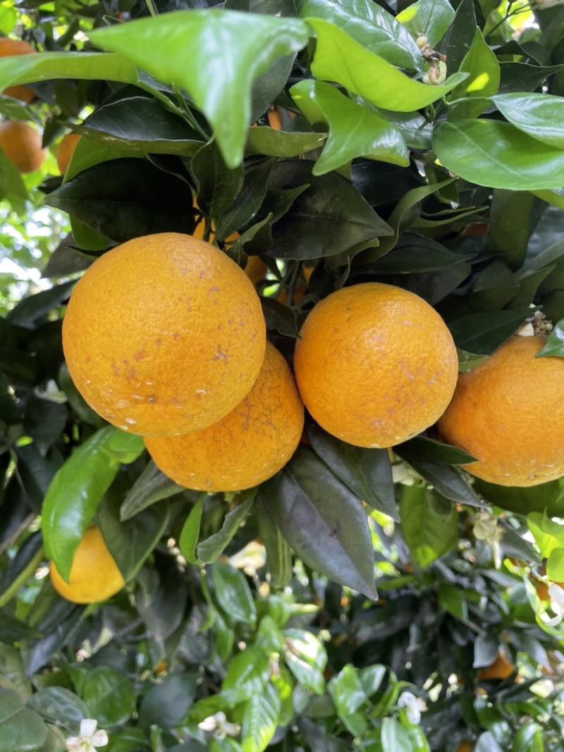 夏橙