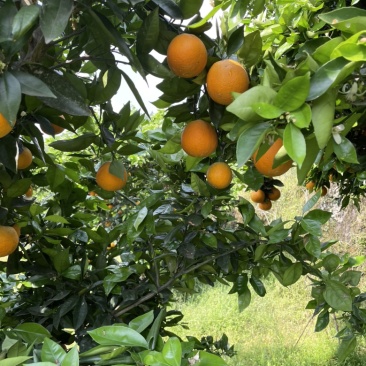 夏橙
