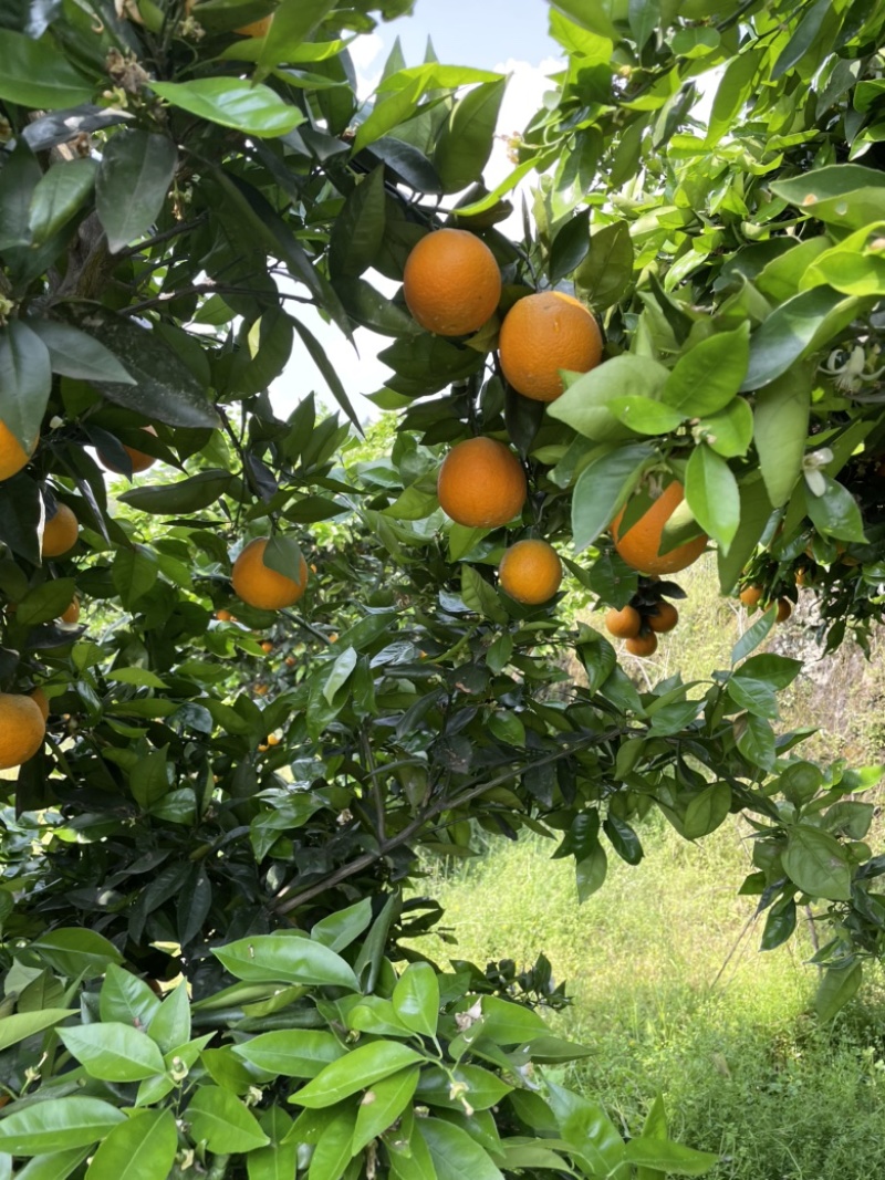 夏橙