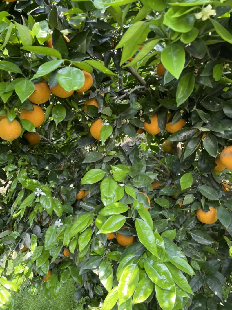 夏橙