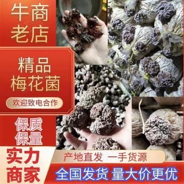 特色食材猴脑菌核桃菌海参菇干鲜货批发产地直销价格优惠