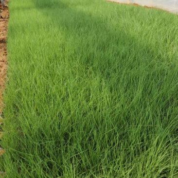 粉黛乱子草基地