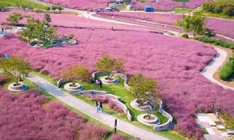 粉黛乱子草基地
