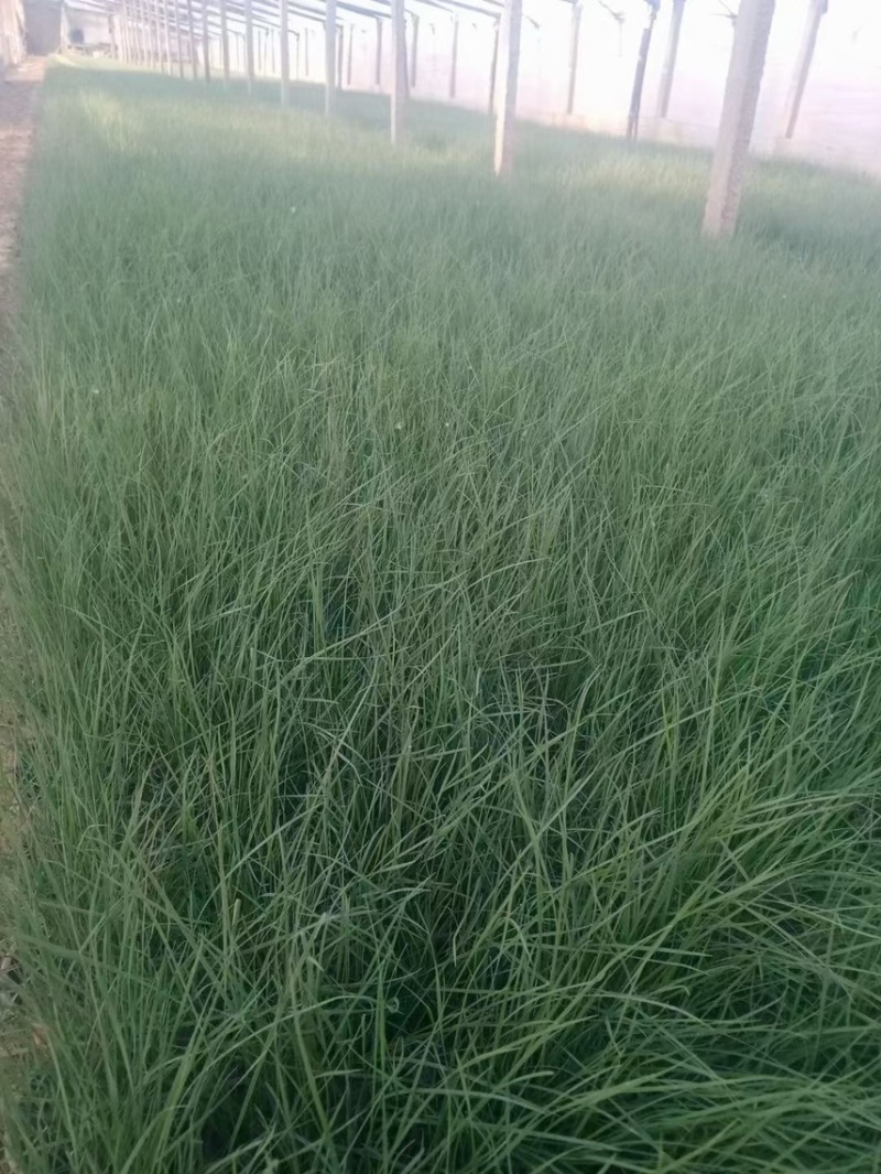 粉黛乱子草基地