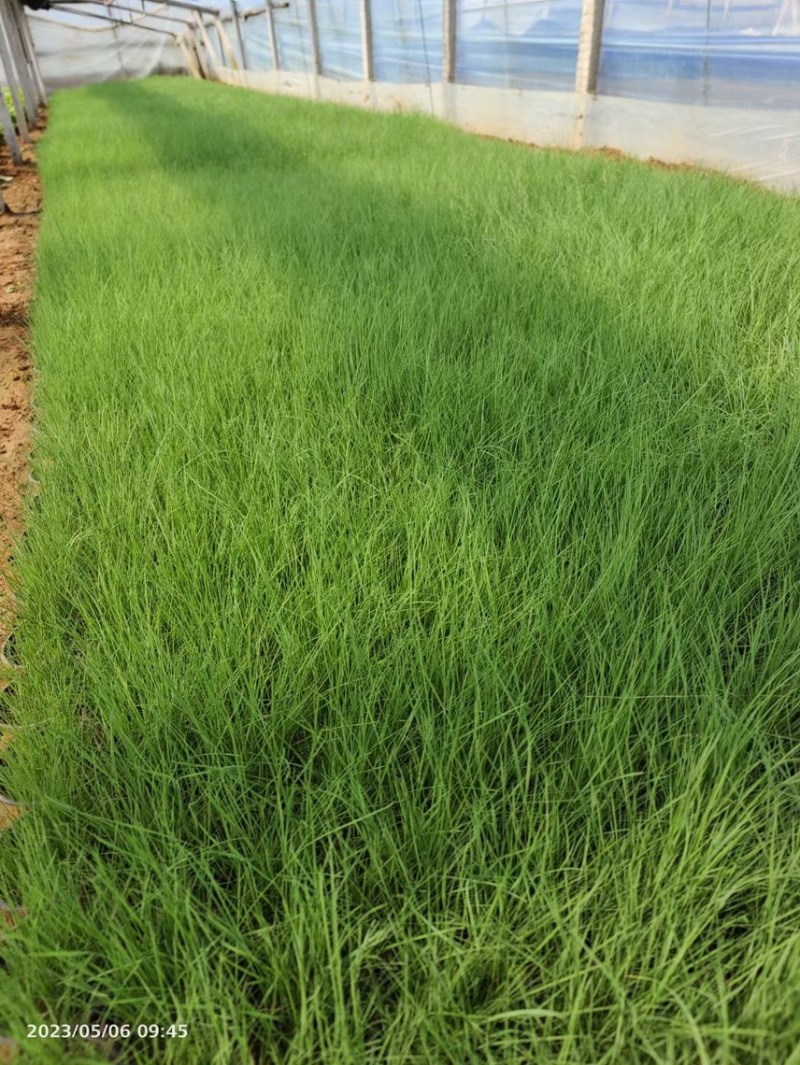 粉黛乱子草基地
