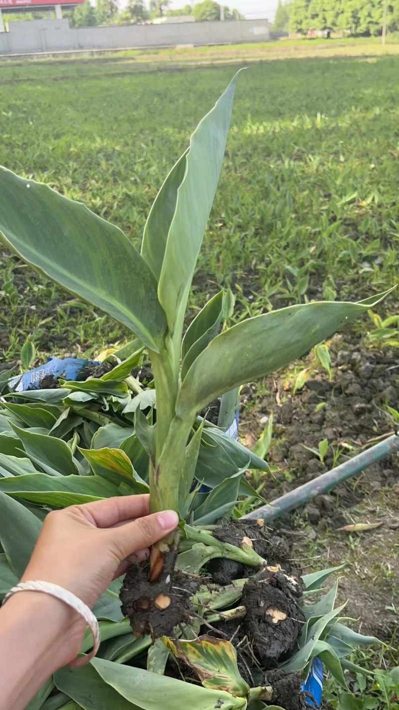 水生美人蕉青叶美人焦花叶美人焦水生植物基地批发