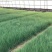 粉黛乱子草批发基地