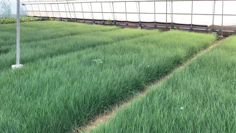 粉黛乱子草批发基地