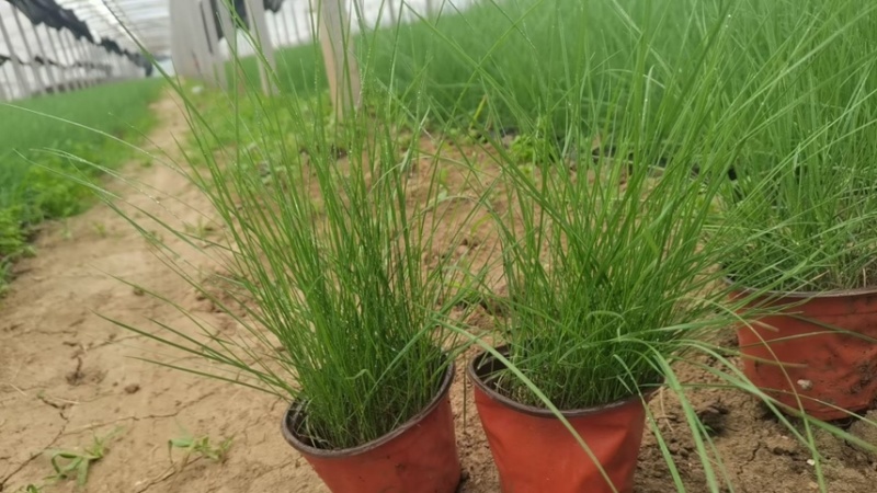 粉黛乱子草批发基地