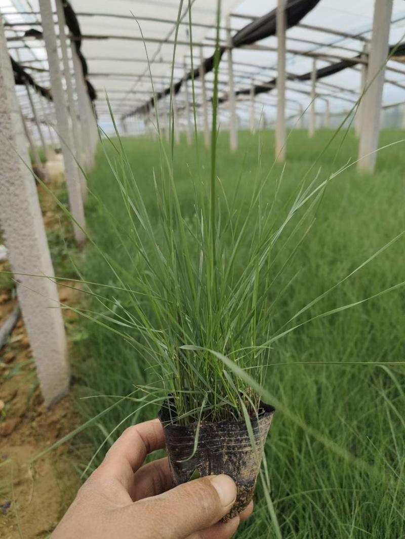 粉黛乱子草批发基地