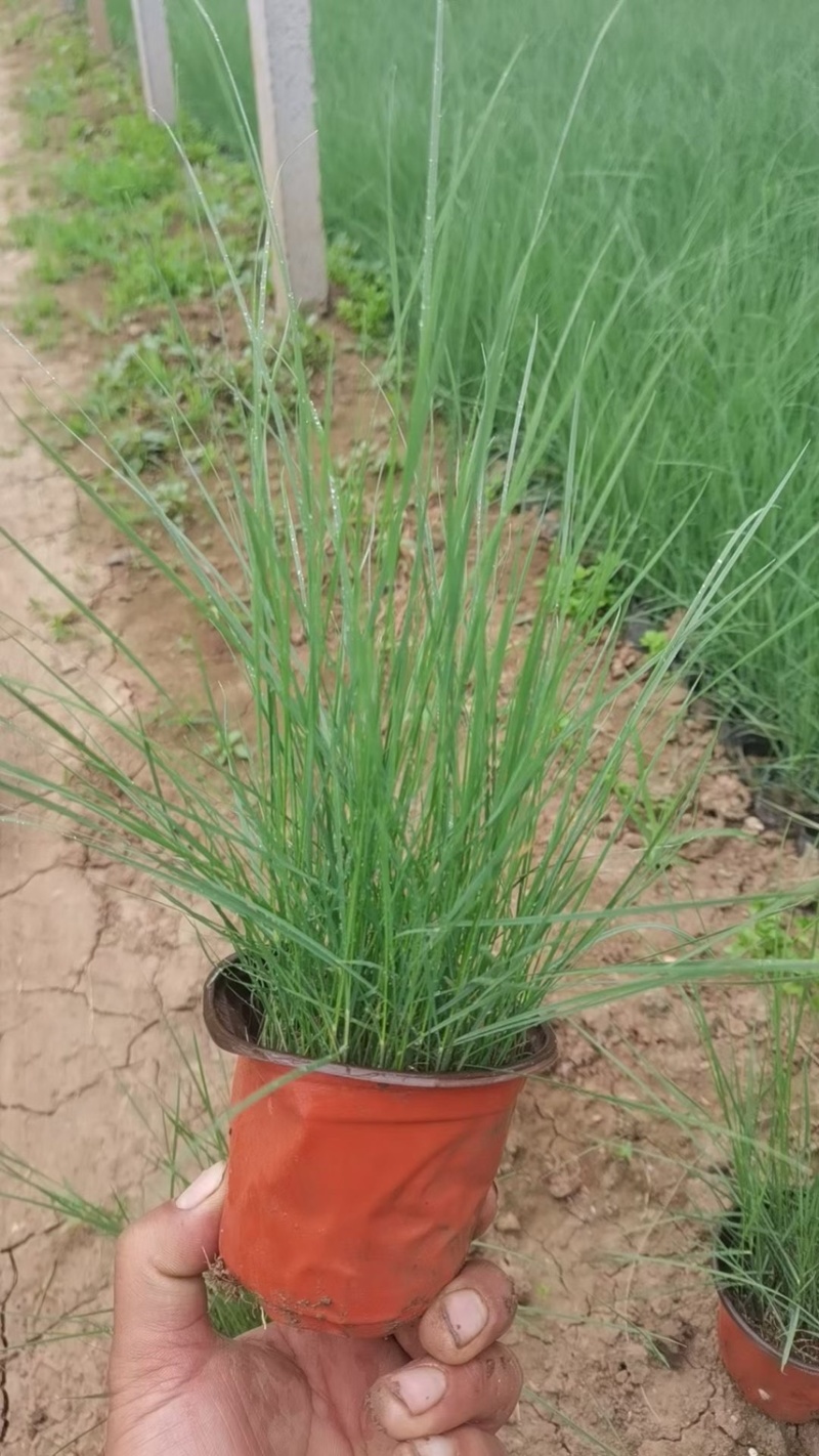 粉黛乱子草批发基地