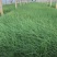 粉黛乱子草批发基地
