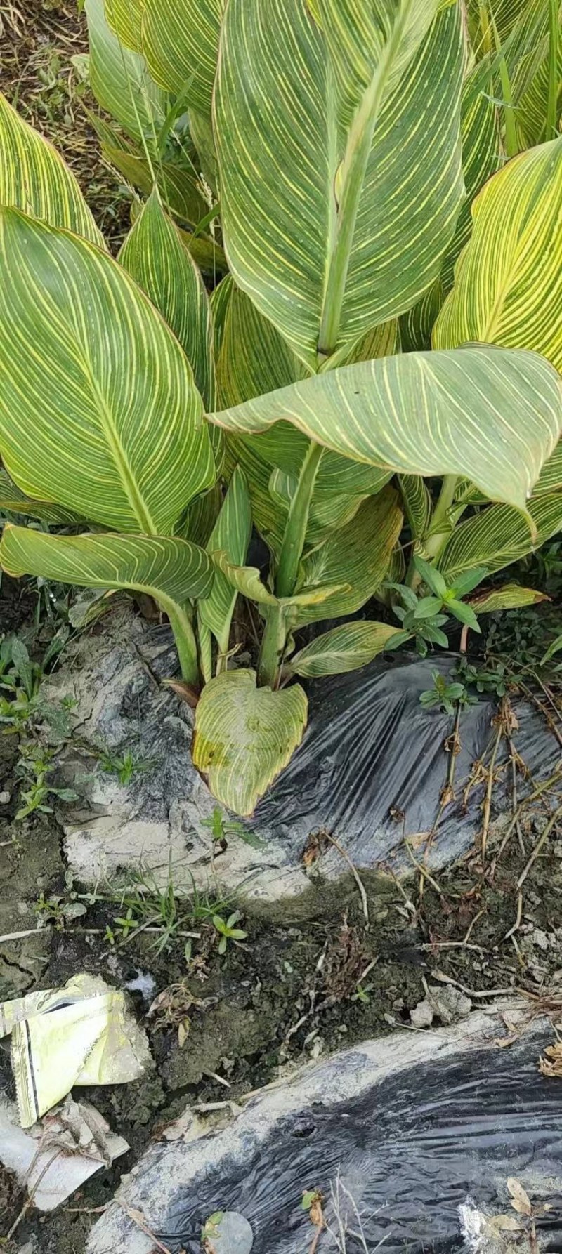 花叶美人蕉地苗杯苗红花美人蕉多年生植物园林绿化花镜