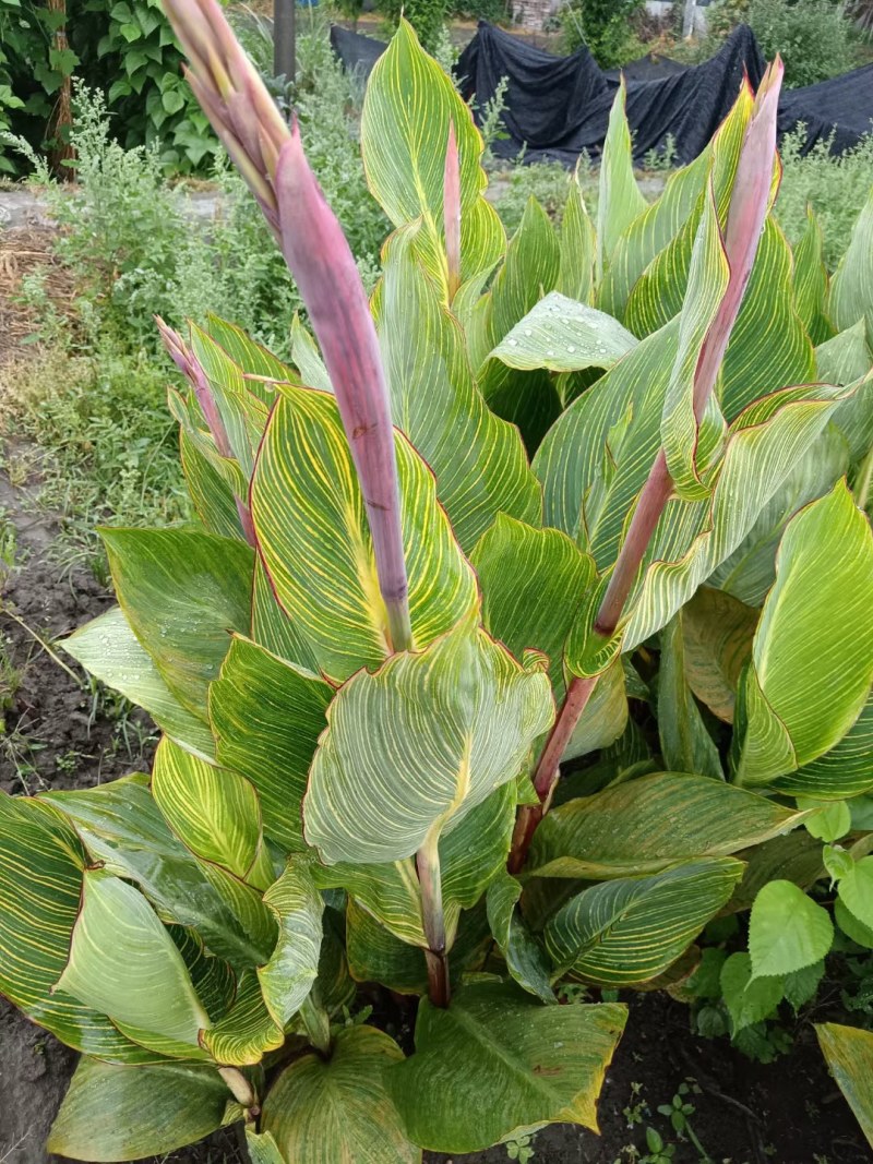 花叶美人蕉地苗杯苗红花美人蕉多年生植物园林绿化花镜