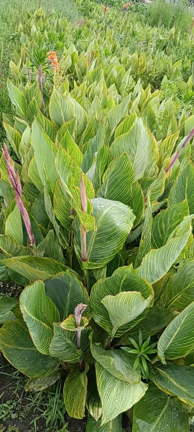 花叶美人蕉地苗杯苗红花美人蕉多年生植物园林绿化花镜