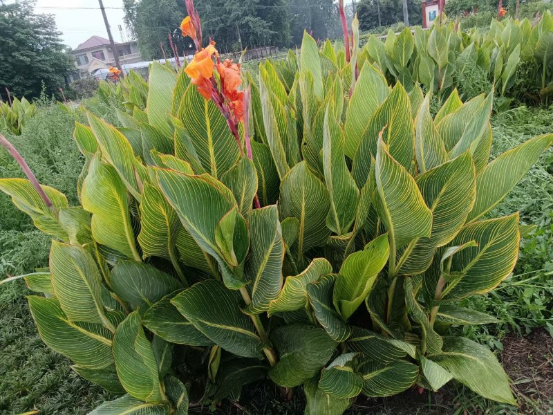 花叶美人蕉地苗杯苗红花美人蕉多年生植物园林绿化花镜