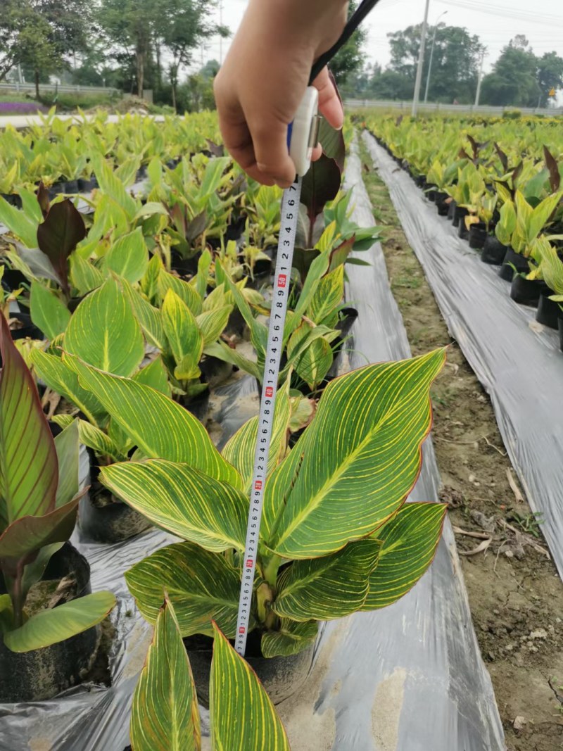 花叶美人蕉地苗杯苗红花美人蕉多年生植物园林绿化花镜