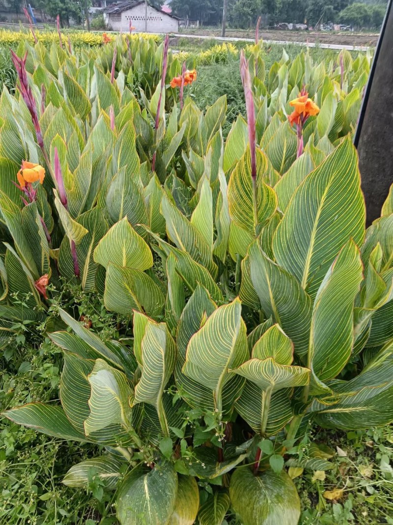 花叶美人蕉地苗杯苗红花美人蕉多年生植物园林绿化花镜