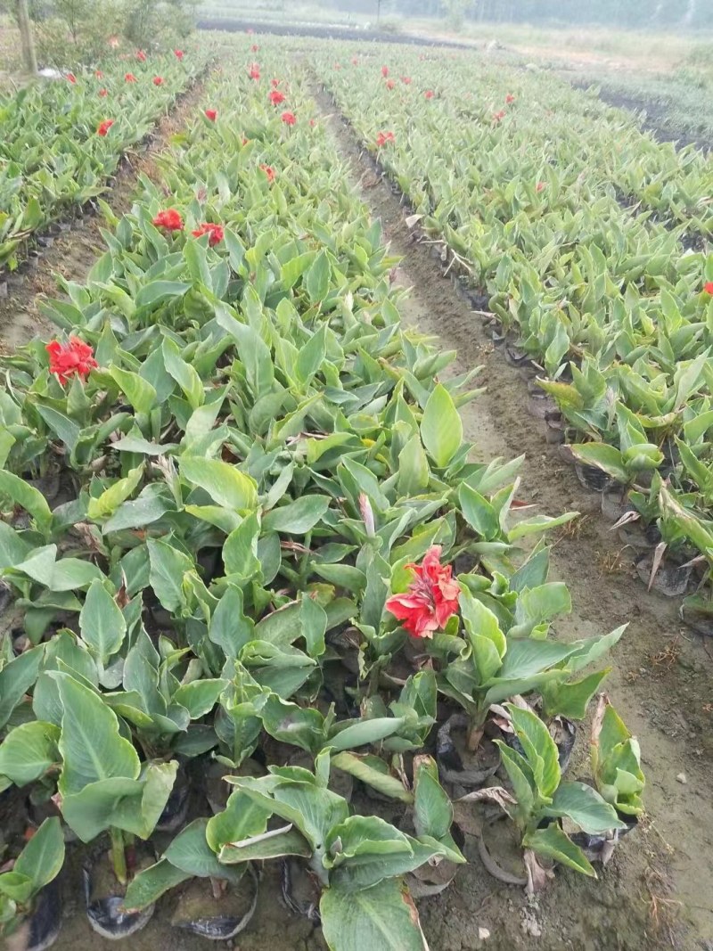 水生美人蕉青叶美人焦花叶美人焦水生植物基地批发