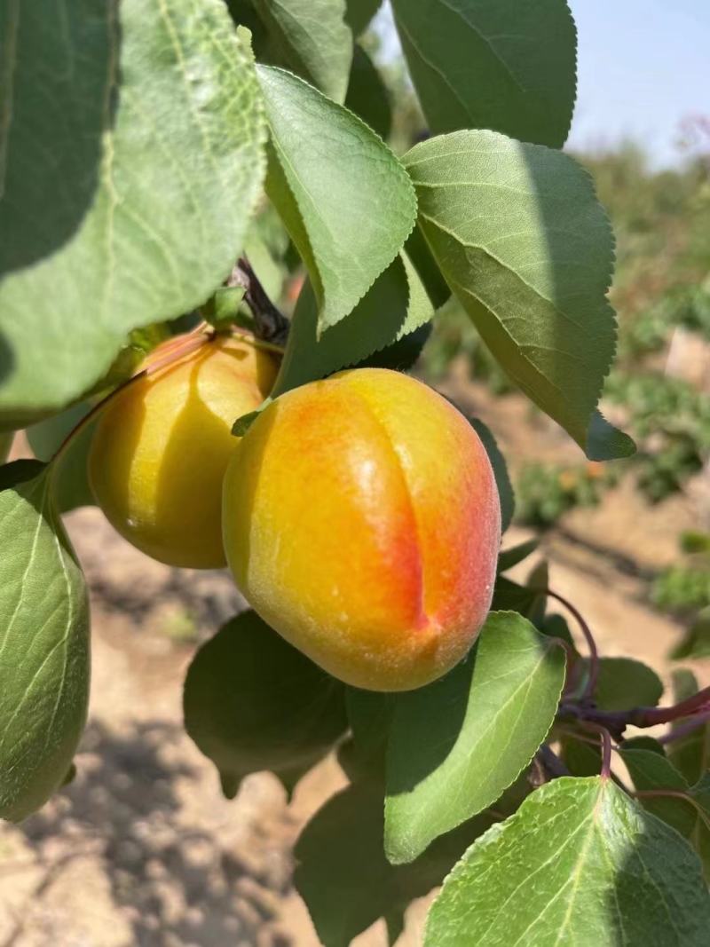 精品丰园红杏45起步大量上市，现摘现发保质保量，量大优惠