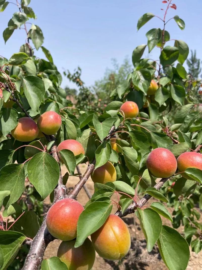 精品丰园红杏45起步大量上市，现摘现发保质保量，量大优惠