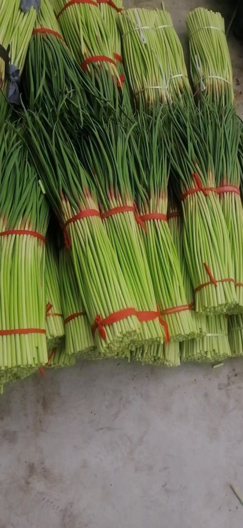 红帽蒜苔/河南通许蒜苔商超社团供货代收代发代存储