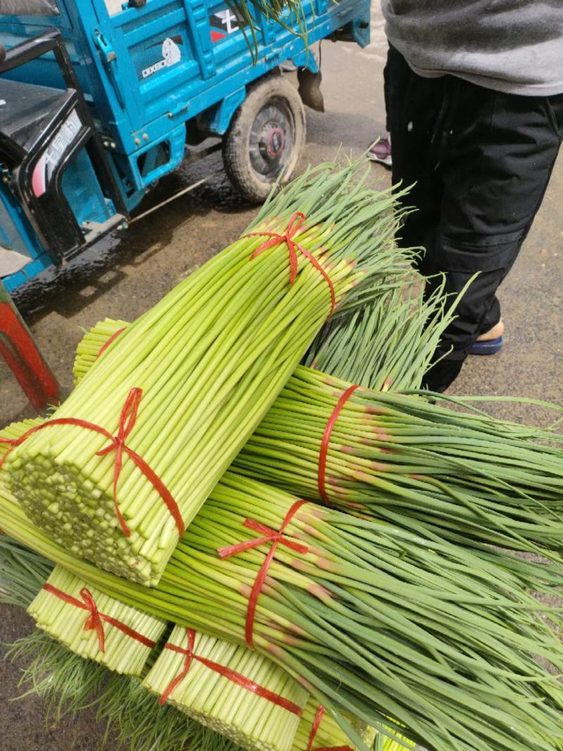 红帽蒜苔/河南通许蒜苔商超社团供货代收代发代存储