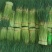 红帽蒜苔/河南通许蒜苔商超社团供货代收代发代存储