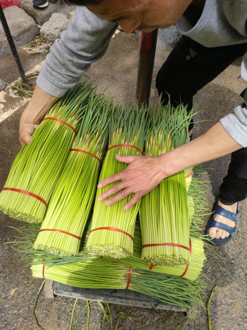 红帽蒜苔/河南通许蒜苔商超社团供货代收代发代存储