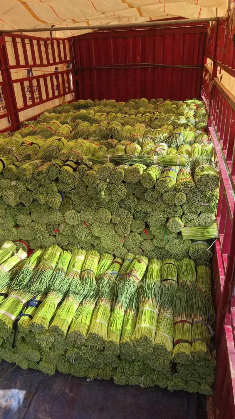 红帽蒜苔/河南通许蒜苔商超社团供货代收代发代存储