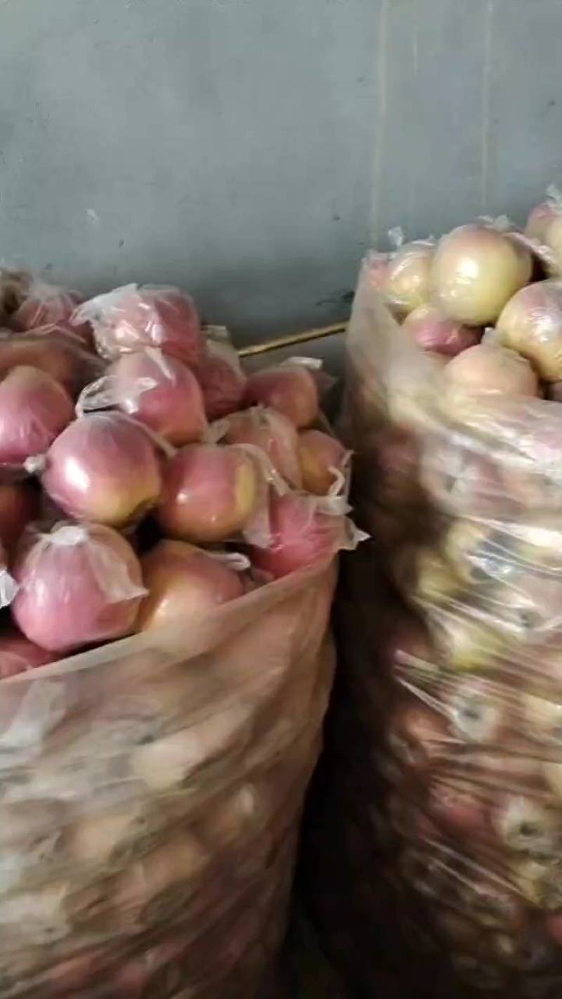 热销陕西礼泉纸加膜红富士大量出货，有需要的可以随时联系